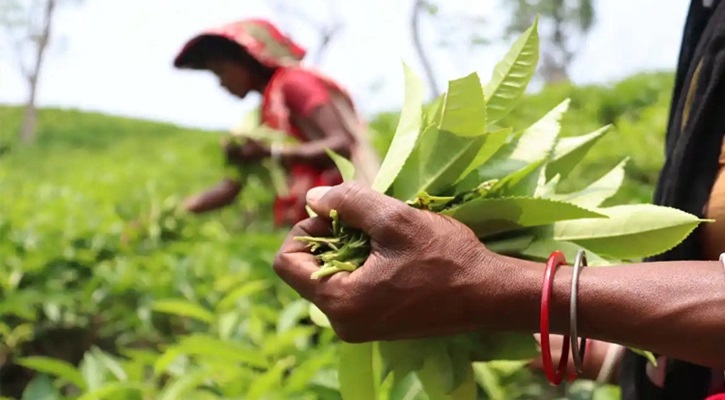 চা শ্রমিকদের মজুরি ১৭০ টাকা নির্ধারণ